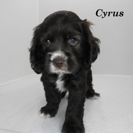 puppy, for, sale, Cocker Spaniel, Joe & Cherri  Overlease, dog, breeder, Miller, MO, dog-breeder, puppy-for-sale, forsale, nearby, find, puppyfind, locator, puppylocator, aca